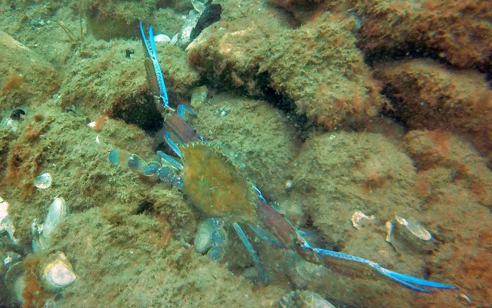 A brown and iridescent blue crab sitting on old oyster shells underwater.