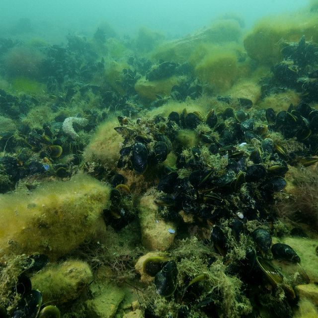Port Phillip Bay, Victoria, Australia