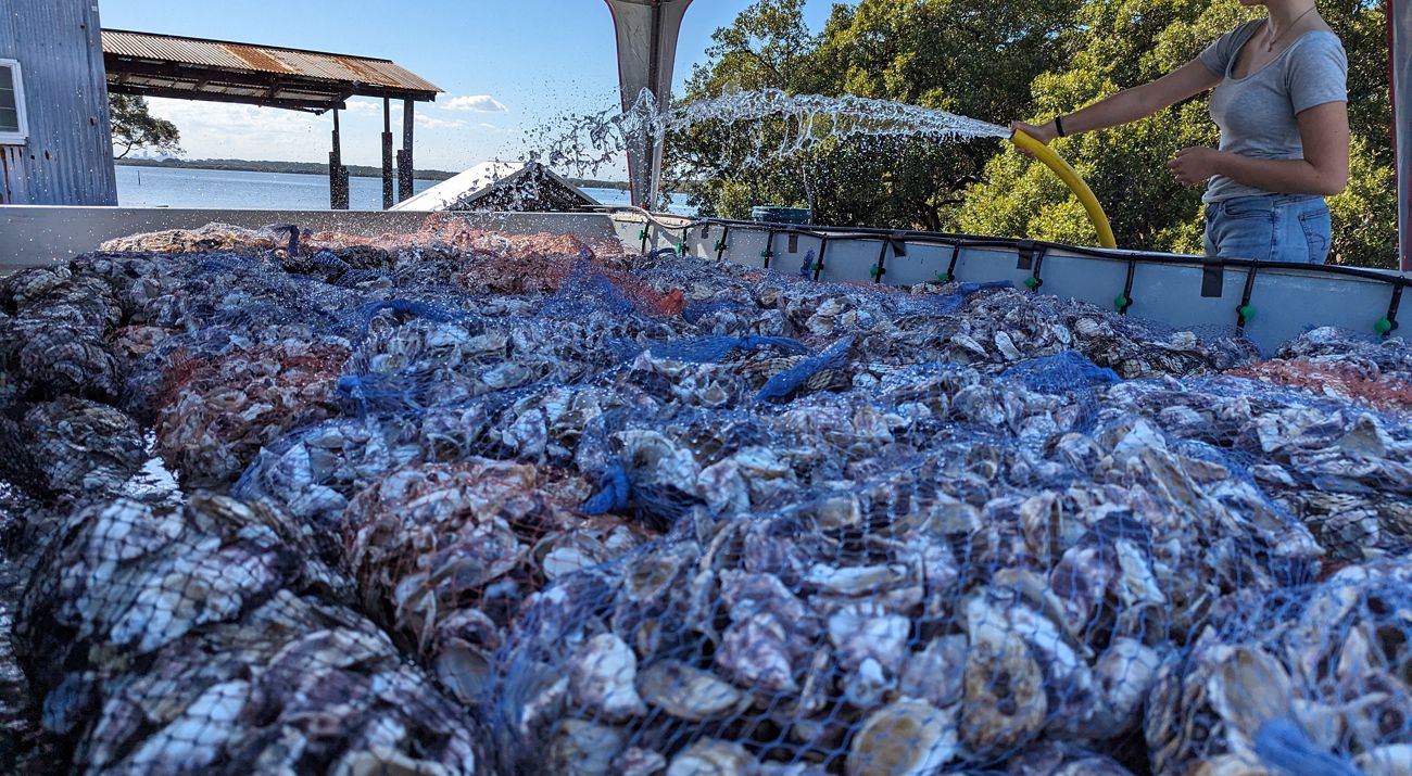 Preparation of oyster shells for 'seeding'.