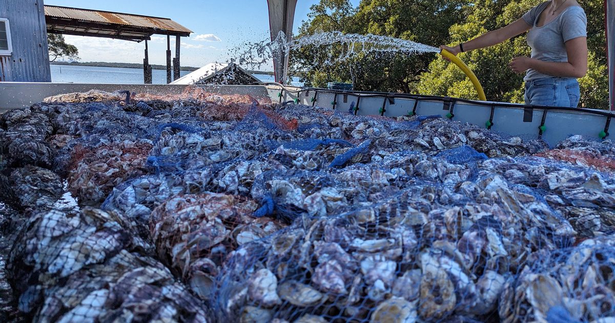 Second seeding for Botany Bay shellfish reef restoration project