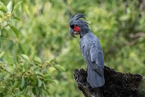 A large black feathered bird, with red cheek feathers and a curved beak.