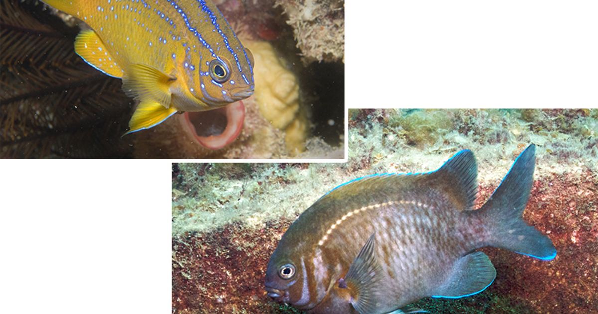 Compare the colours of the scalyfins at different stages of their life