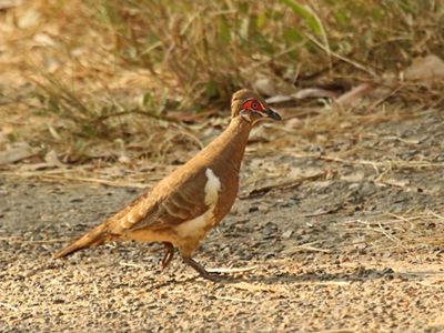 an Australian native pigeon that spends most of its time on the ground