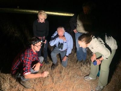 A lucky group sighting the critically-endangered Plains -wanderer in its native grassland habitat