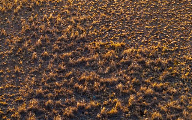 Patho Plains