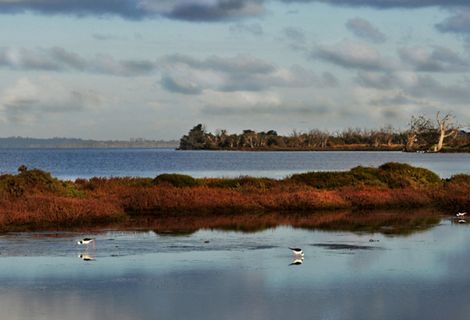 Black-winged Stilts in Peel-Harvey Estuary