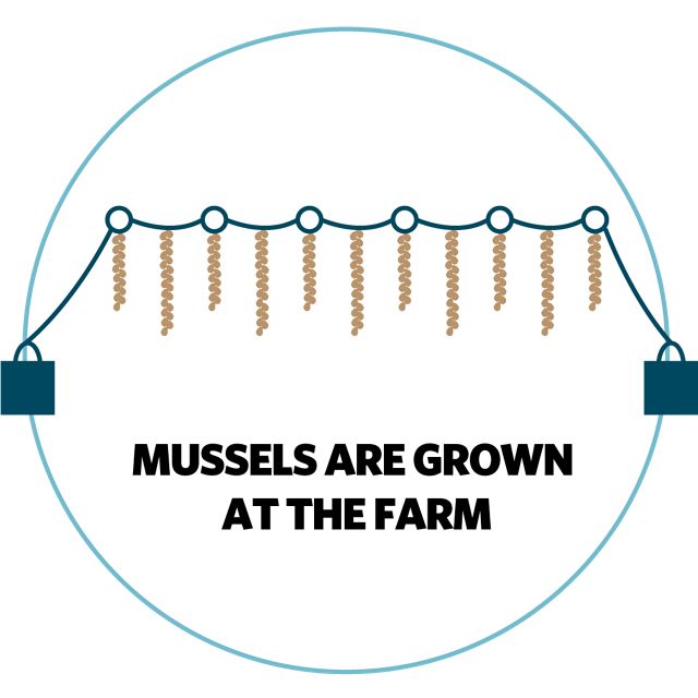 grows mussels on ropes