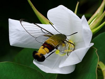 Very few species of Lepidoptera, the insect order which includes all butterflies and moths, have scaleless, transparent wings.