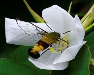 Pellucid Hawk Moth