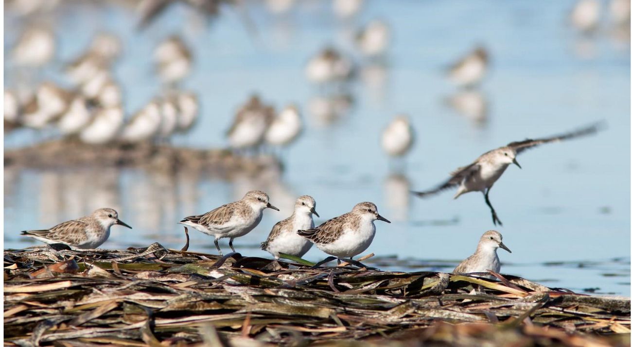 birds