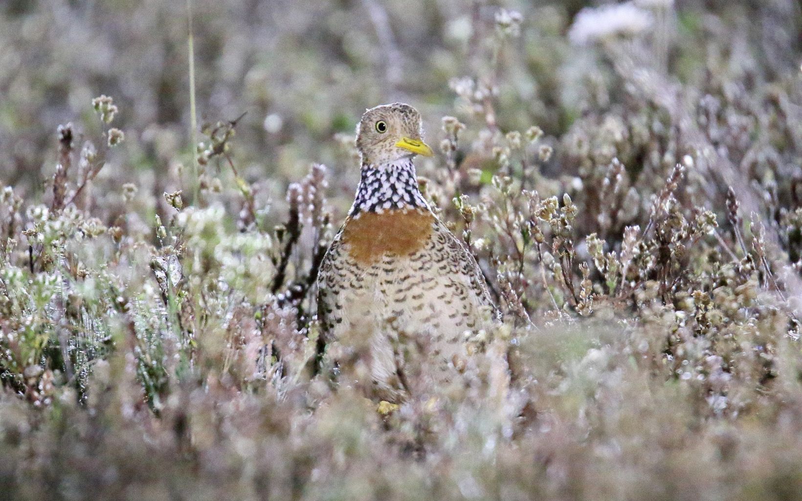 Plains-wanderer (female) is a quail-like ground bird. The majority of the remaining population is found in the Riverina region of NSW. It is listed as Critically Endangered. © Dominic Sherony, Wikimedia Commons