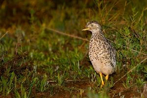 Plains Wanderer