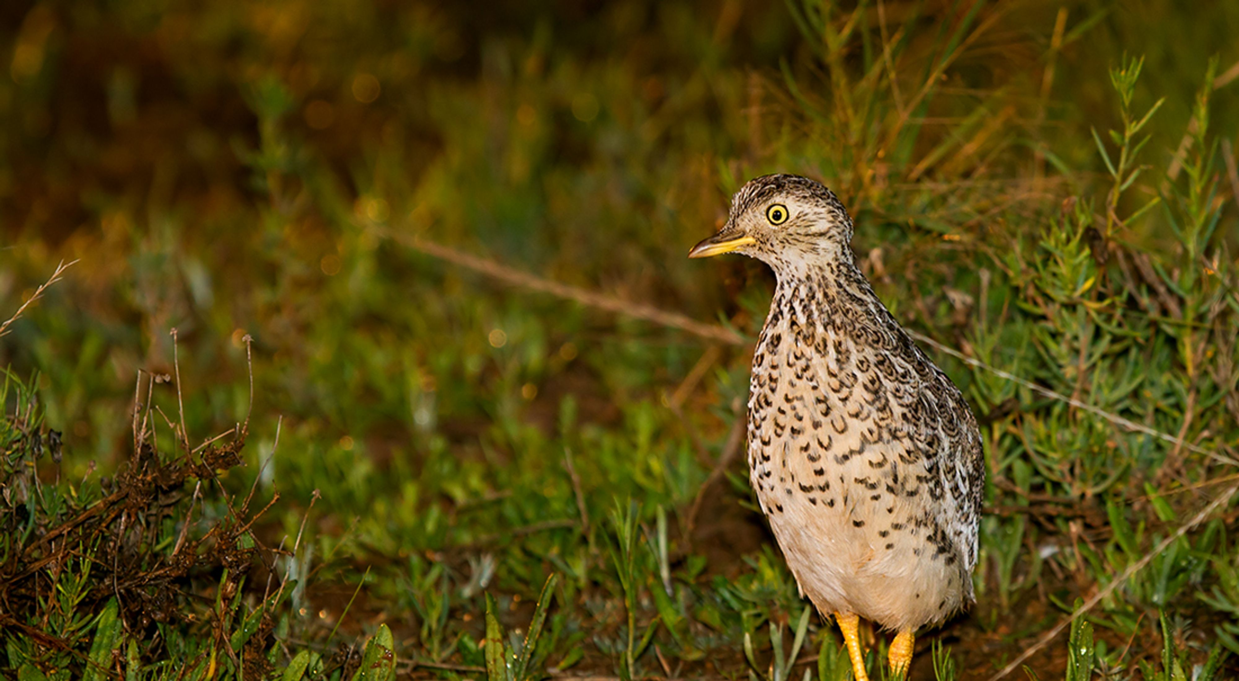 is a rare quail-like bird found in Riverina region of NSW