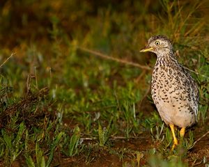 Plains-wanderer by Patrick Kavanagh, Wikimedia Commons