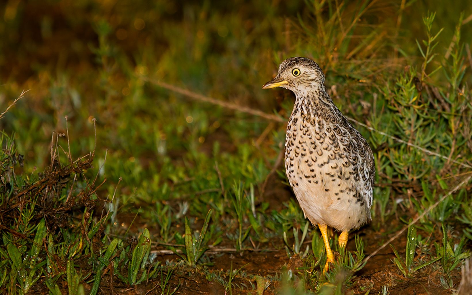 Plains-wanderer (male) is a rare quail-like bird found in Riverina region of NSW © Patrick Kavanagh, Wikimedia Commons