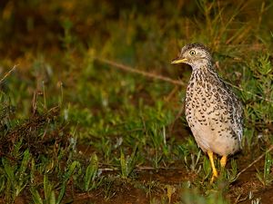 Plains-wanderer by Patrick Kavanagh, Wikimedia Commons