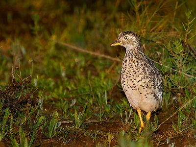is a rare quail-like bird found in Riverina region of NSW