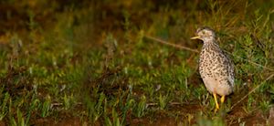 Plains-wanderer