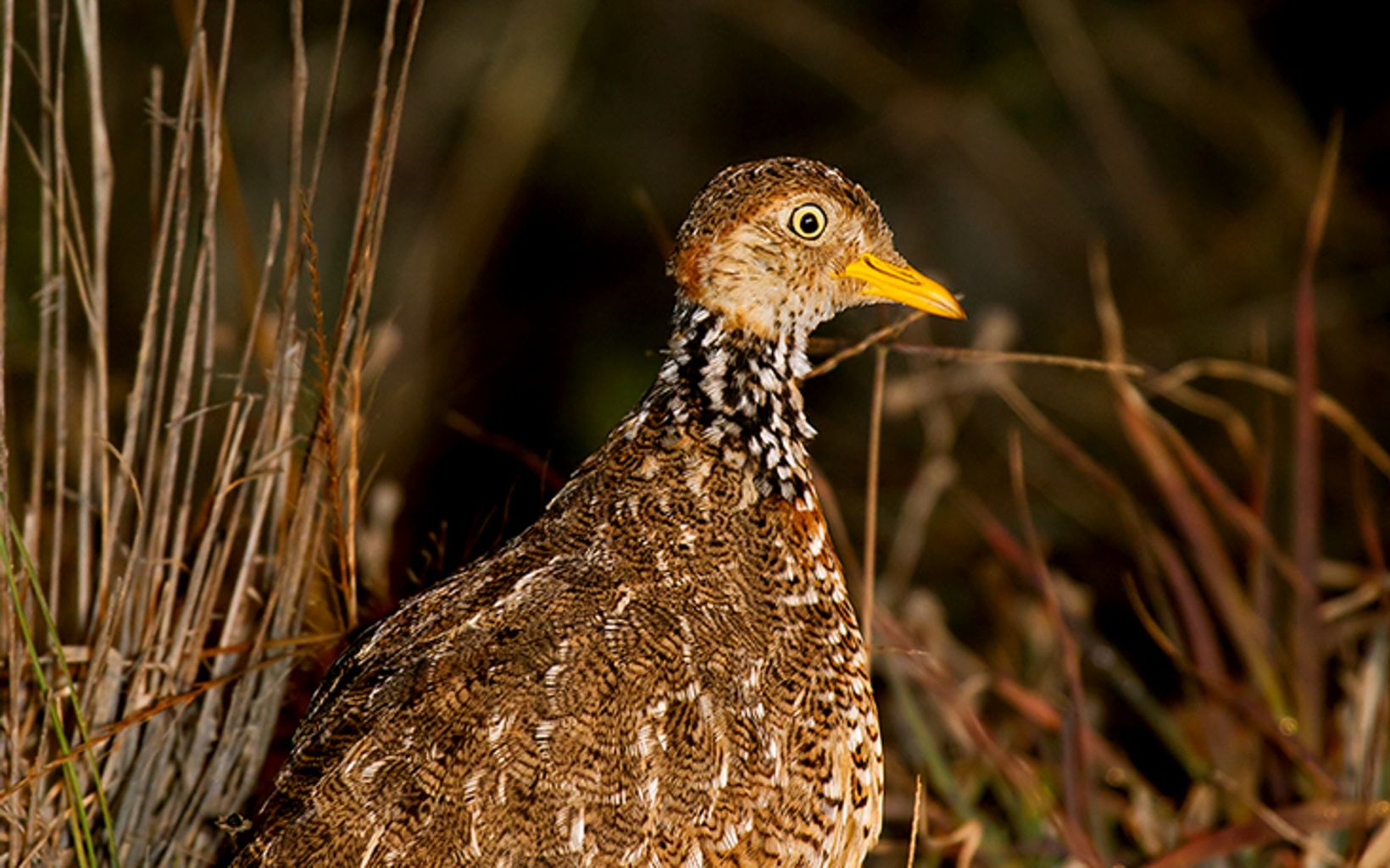 Plains-wanderer (female) has a reddish bib with a contrasting black and white speckle © Patrick Kavanagh, Wikimedia Commons