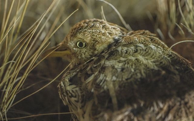 The Plains - wanderer