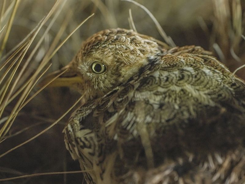 A fluffy brown bird sits in grass.