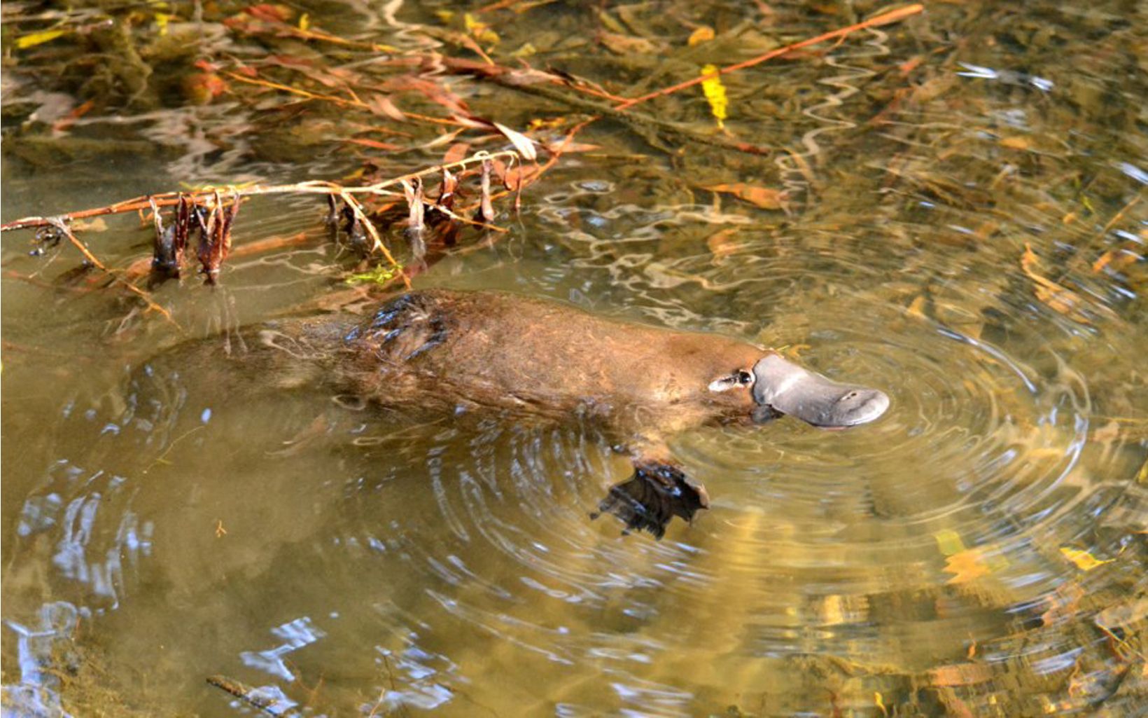 Platypus an egg laying aquatic mammal of eastern Australia  © Klaus Ber, Wikimedia Commons