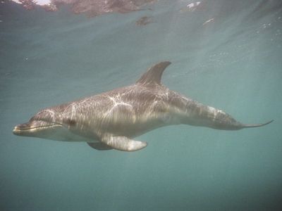 in Port Phillip Bay
