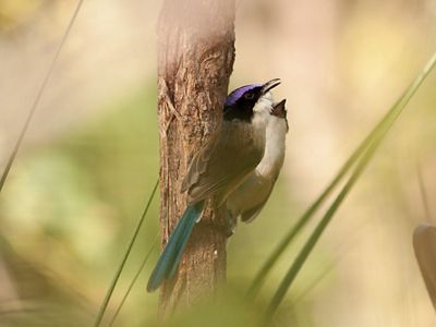 is a riparian habitat specialist that occurs in patches of dense river-fringing vegetation.