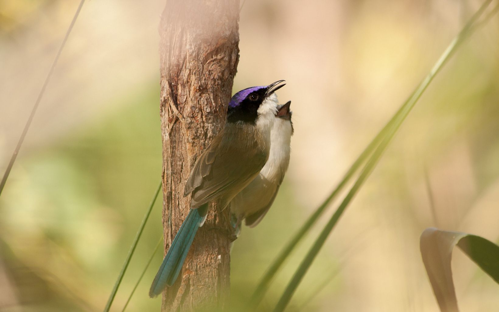 Purple-crowned Fairy-wren is a riparian habitat specialist that occurs in patches of dense river-fringing vegetation. © Gina Barnett