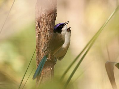 is a riparian habitat specialist that occurs in patches of dense river-fringing vegetation.