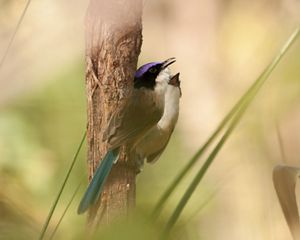 Purple Crowned Fairywren