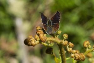 Purple Copper Butterfly