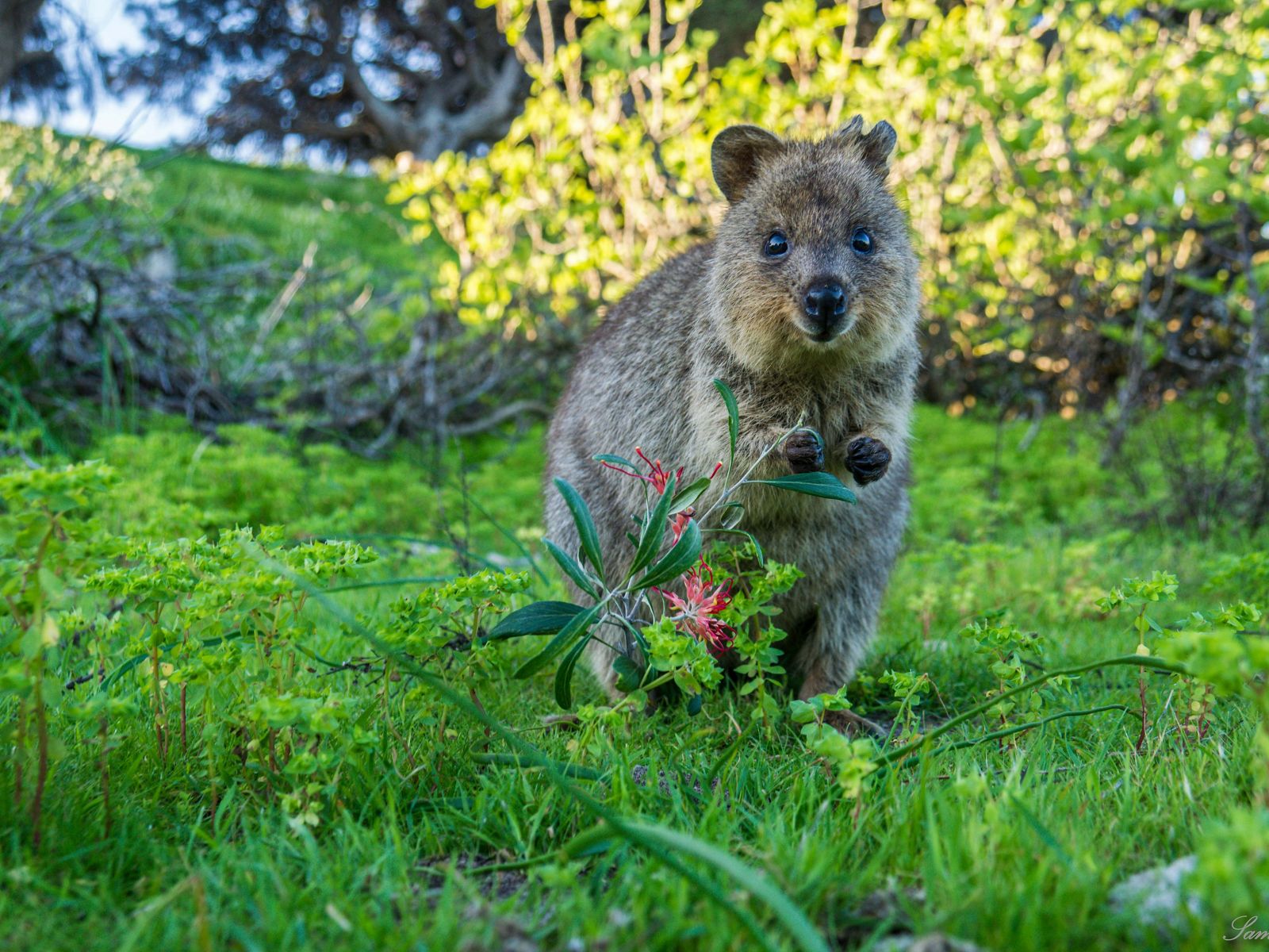 are herbivores that eat a variety of grasses and shrubs