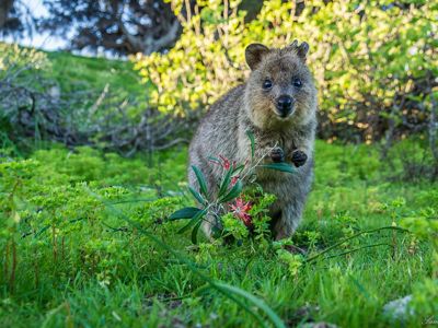 are herbivores that eat a variety of grasses and shrubs