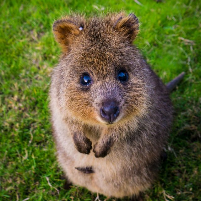 Western Australia’s world famous wallaby