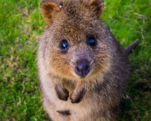 Quokka at Rottnest Island