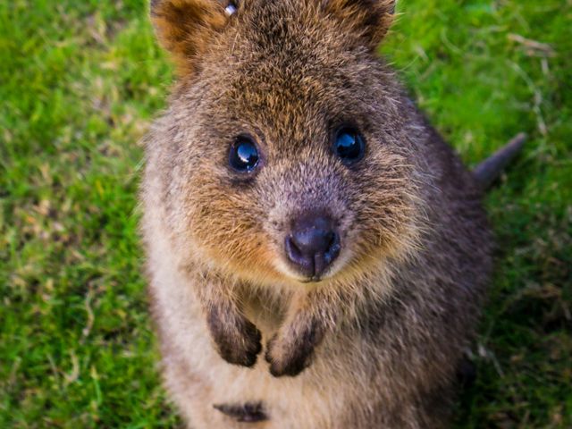 Western Australia’s world famous wallaby