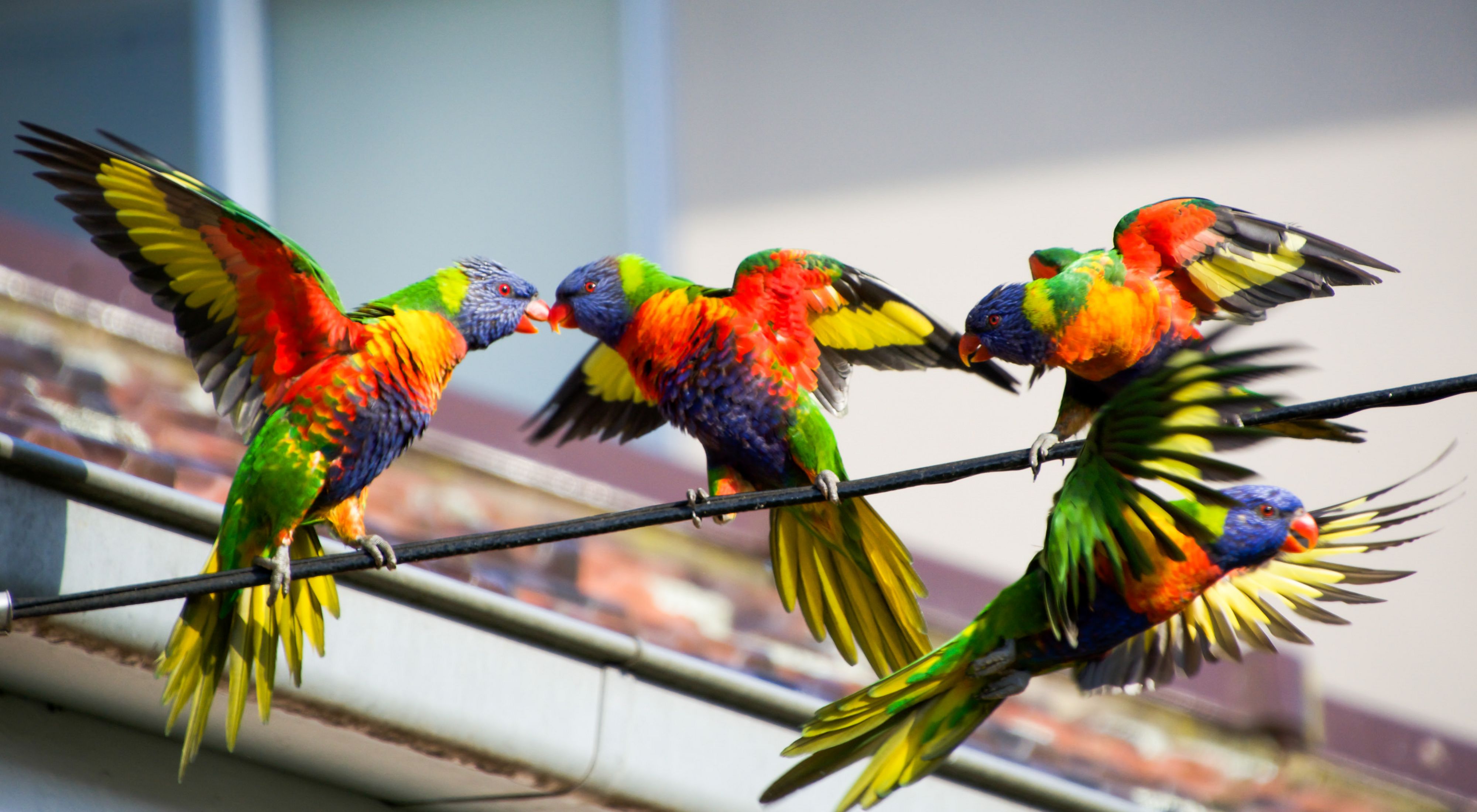 four brightly colored birds on a wire