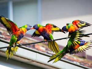 three brightly colored birds