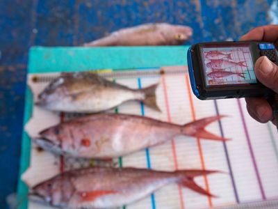Fish caught by the fishermen on Tetap Setia, a boat participating in TNC's FishFace program, are photographed on a measuring board in Indonesia