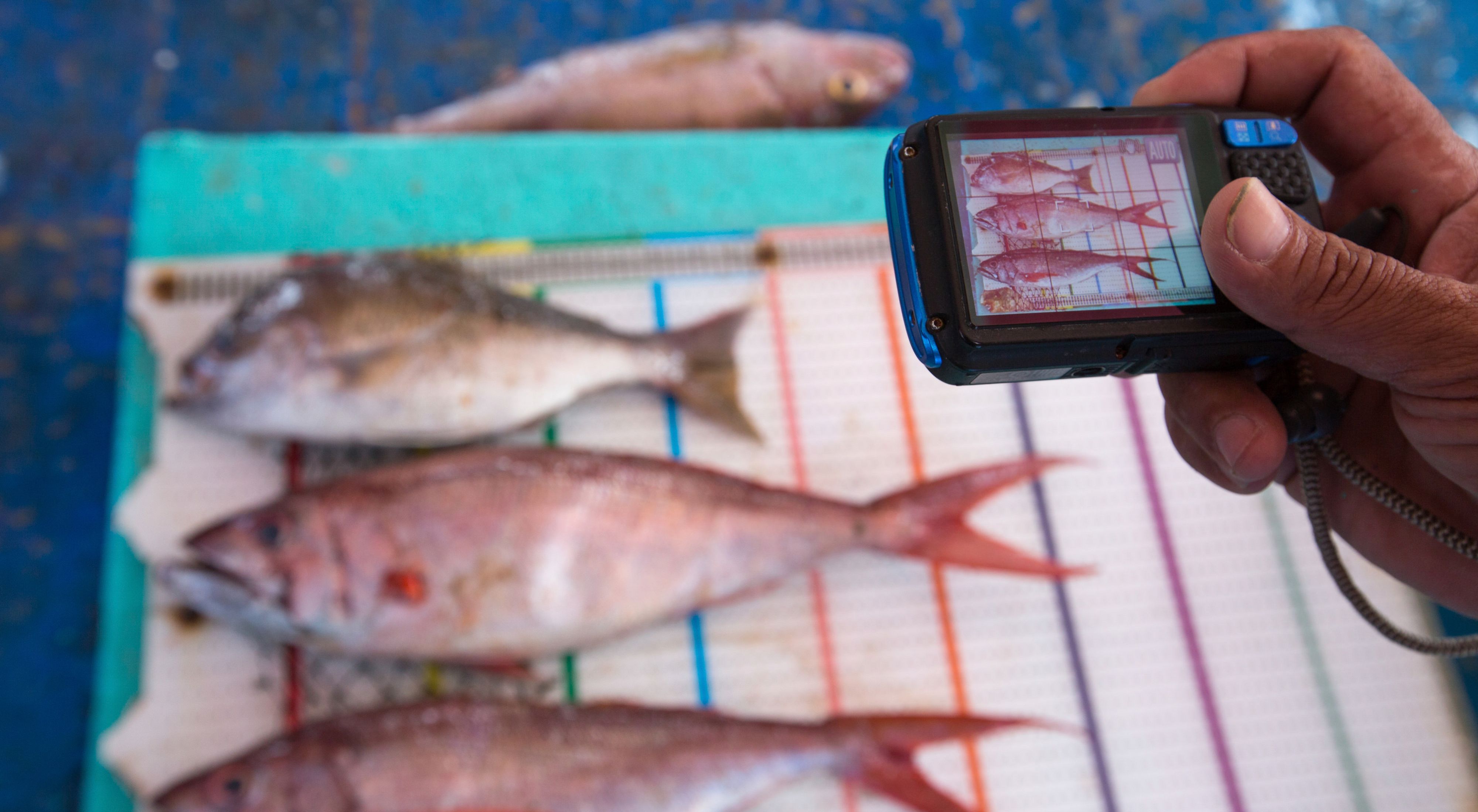 Fish caught by the fishermen on Tetap Setia, a boat participating in TNC's FishFace program, are photographed on a measuring board in Indonesia