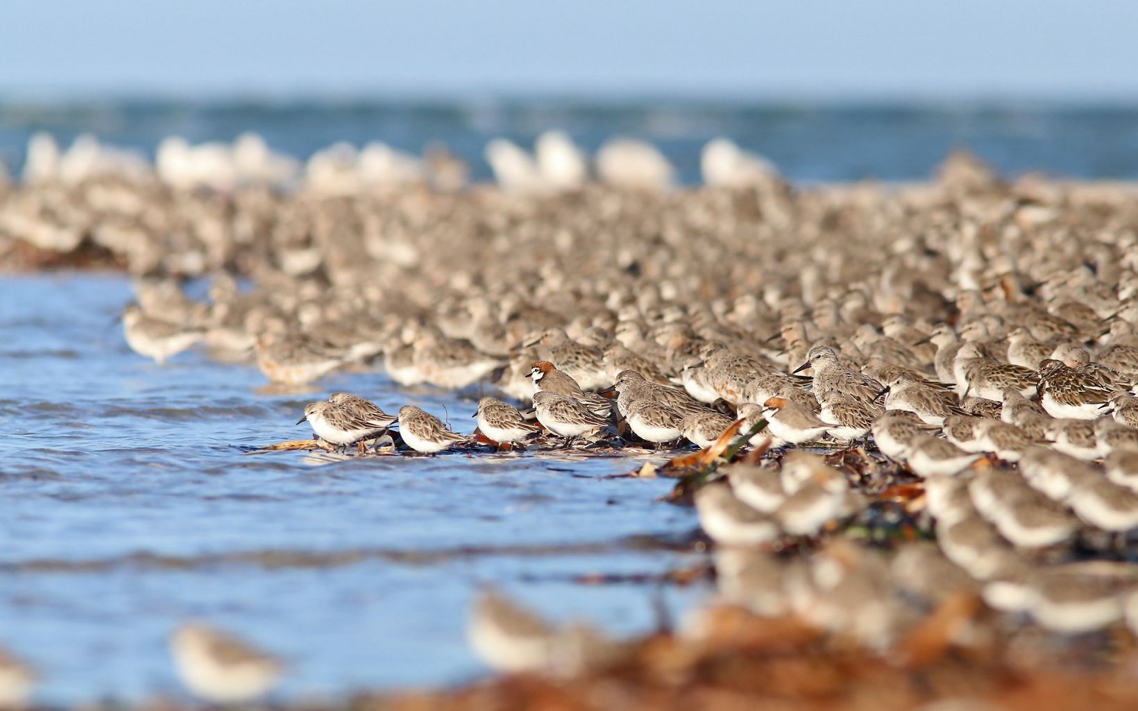 Red Knot birds in the Adelaide International Bird Sanctuary