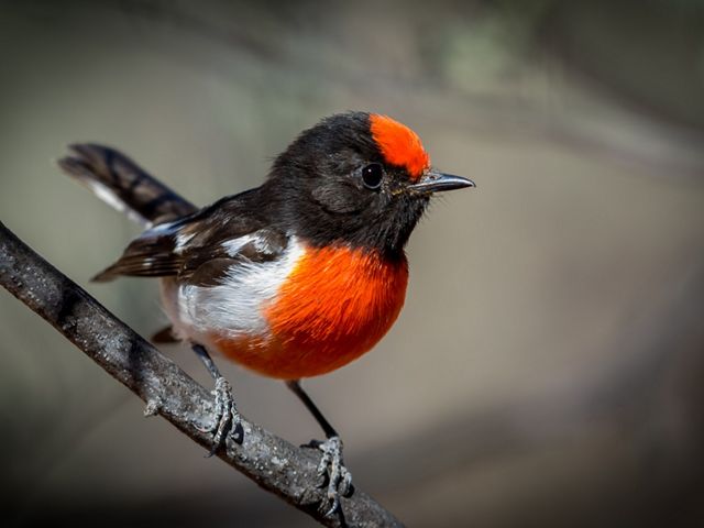 only male Red-capped Robins actually have a red cap
