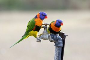 Small store australian parakeet