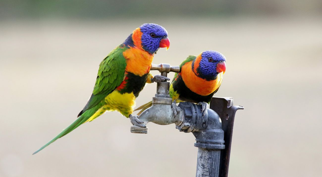 Red-collared Lorikeet