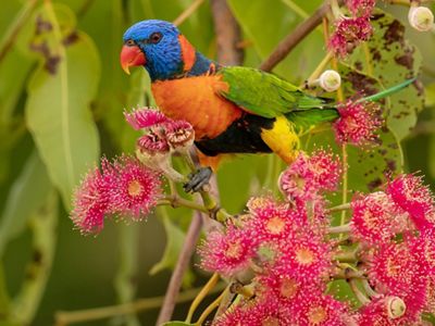Red-collared Lorikeet