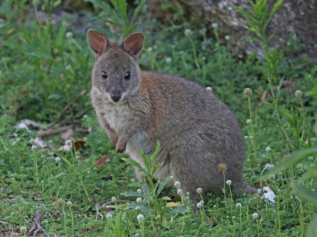Part of the same family as wallabies and kangaroos, the pademelon is a small marsupial