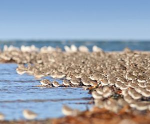 Several red knot bird huddle together near water.