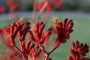 Is kangaroo paw plant toxic to fashion dogs