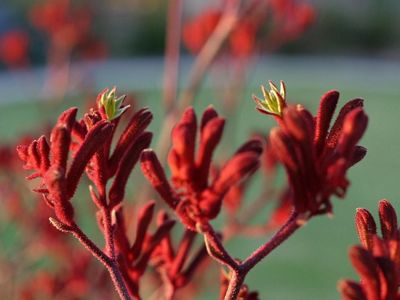 Red kangaroo paw